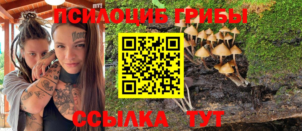 Псилоцибиновые грибы мицелий  Псилоцибиновые грибы Cubensis  Вход с VPN  Междуреченск 